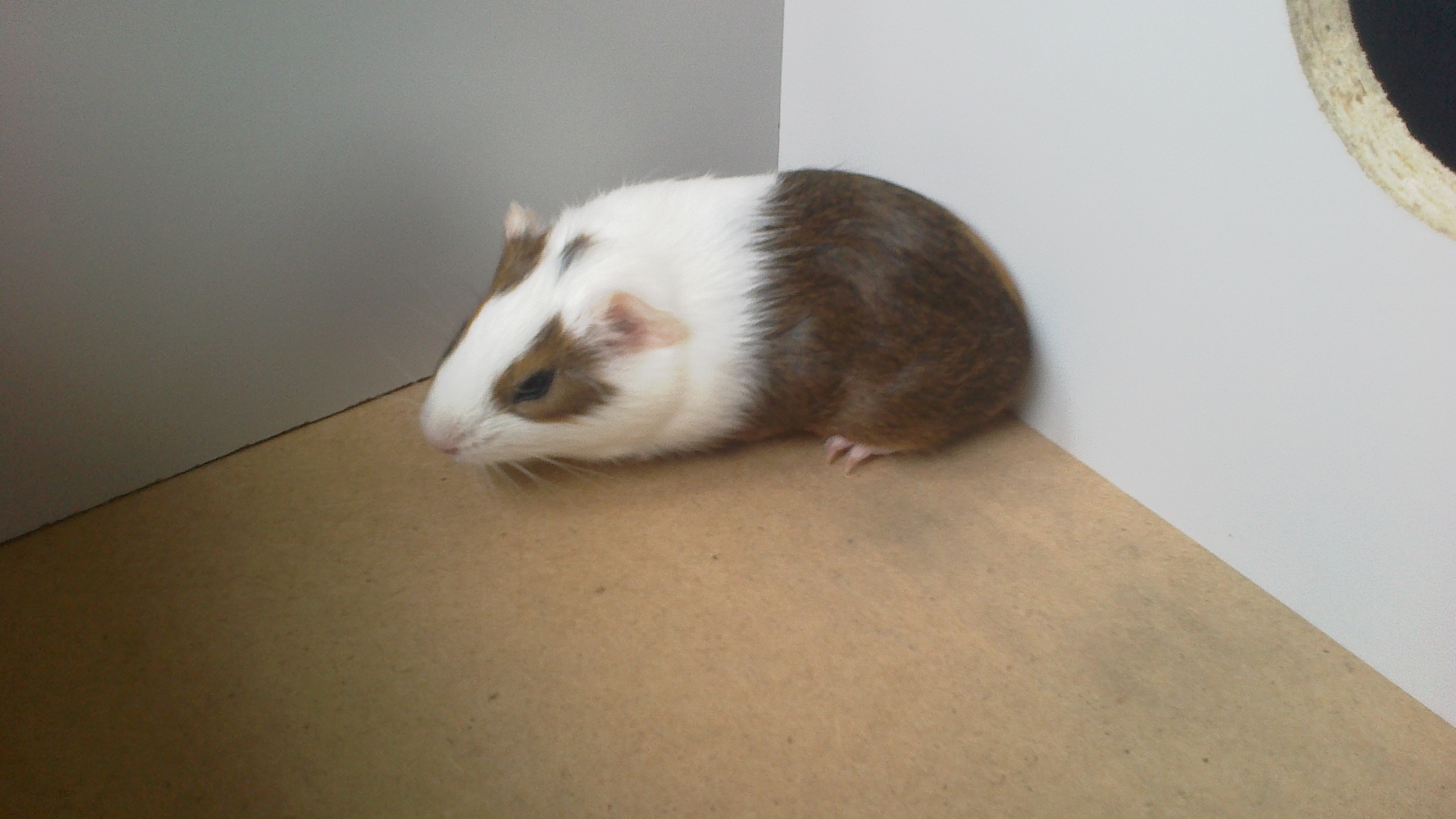samicka 1