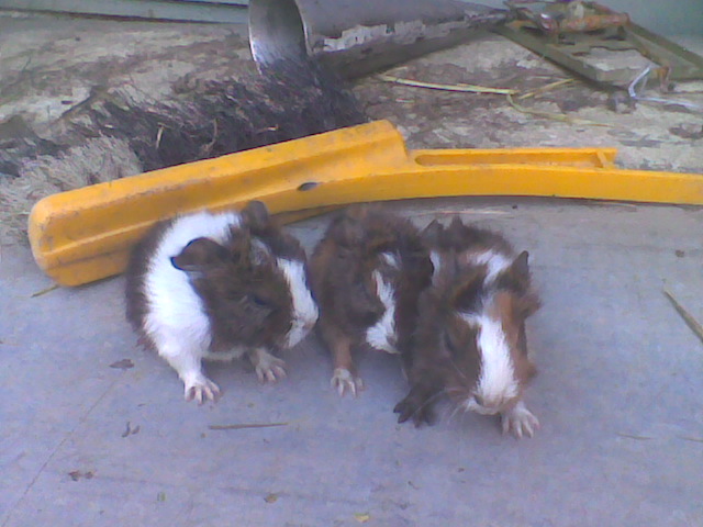 trojcata duben podebaby 2