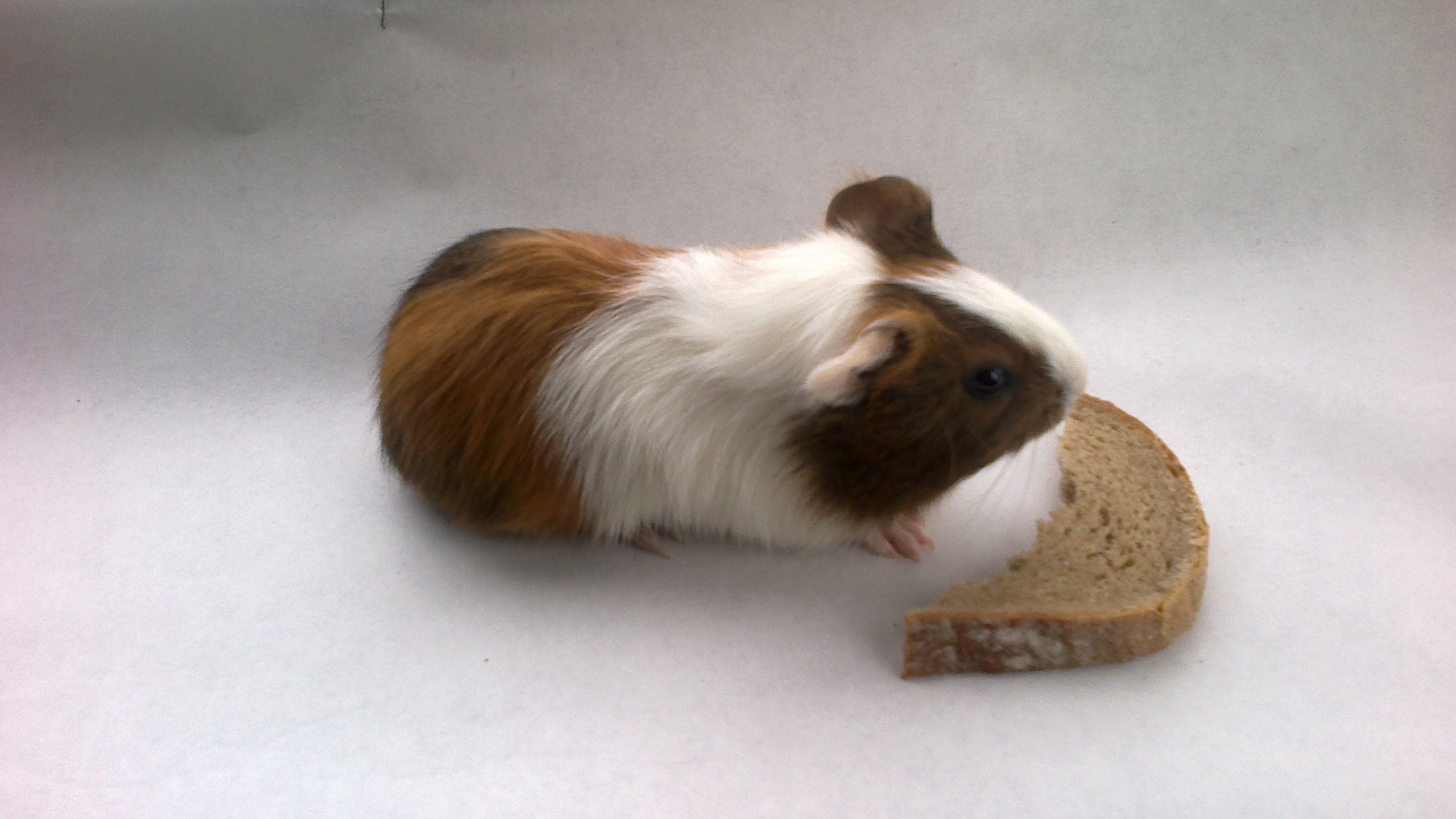 WEndy hladka samicka